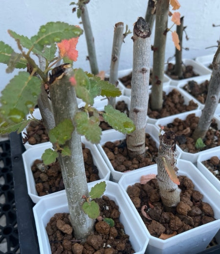 Boswellia popoviana ( Red leaf ) seeds