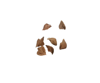 Boswellia samhaensis seeds