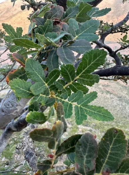 Boswellia scopulorum seeds