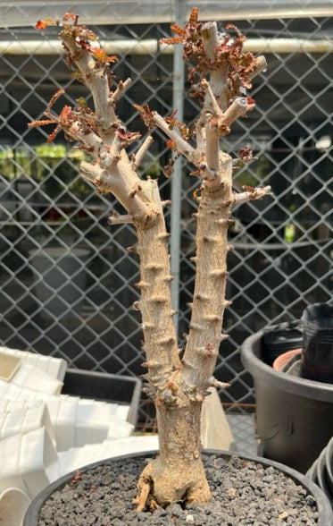 Boswellia socotrana x nana seeds