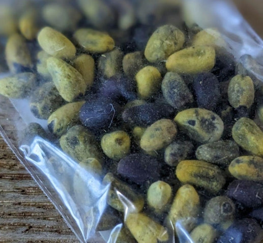 Brachychiton rupestris seeds