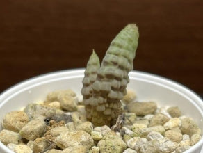 Bulbine bruynsii seeds