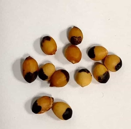 Bursera bipinnata seeds