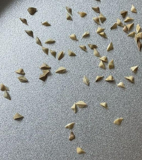 Boswellia frereana seeds