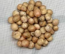 Bursera cuneata seeds