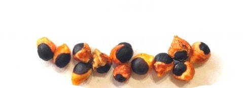 Bursera glabrifolia seeds