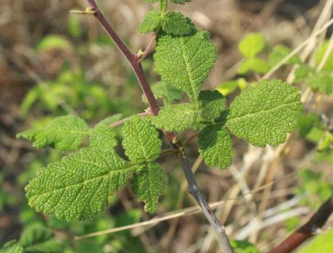 Bursera heliae seeds