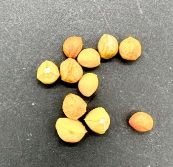 Bursera multijuga seeds