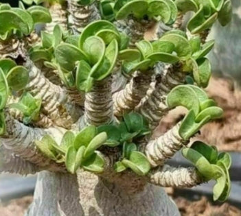 Adenium D.H.A CPL seeds