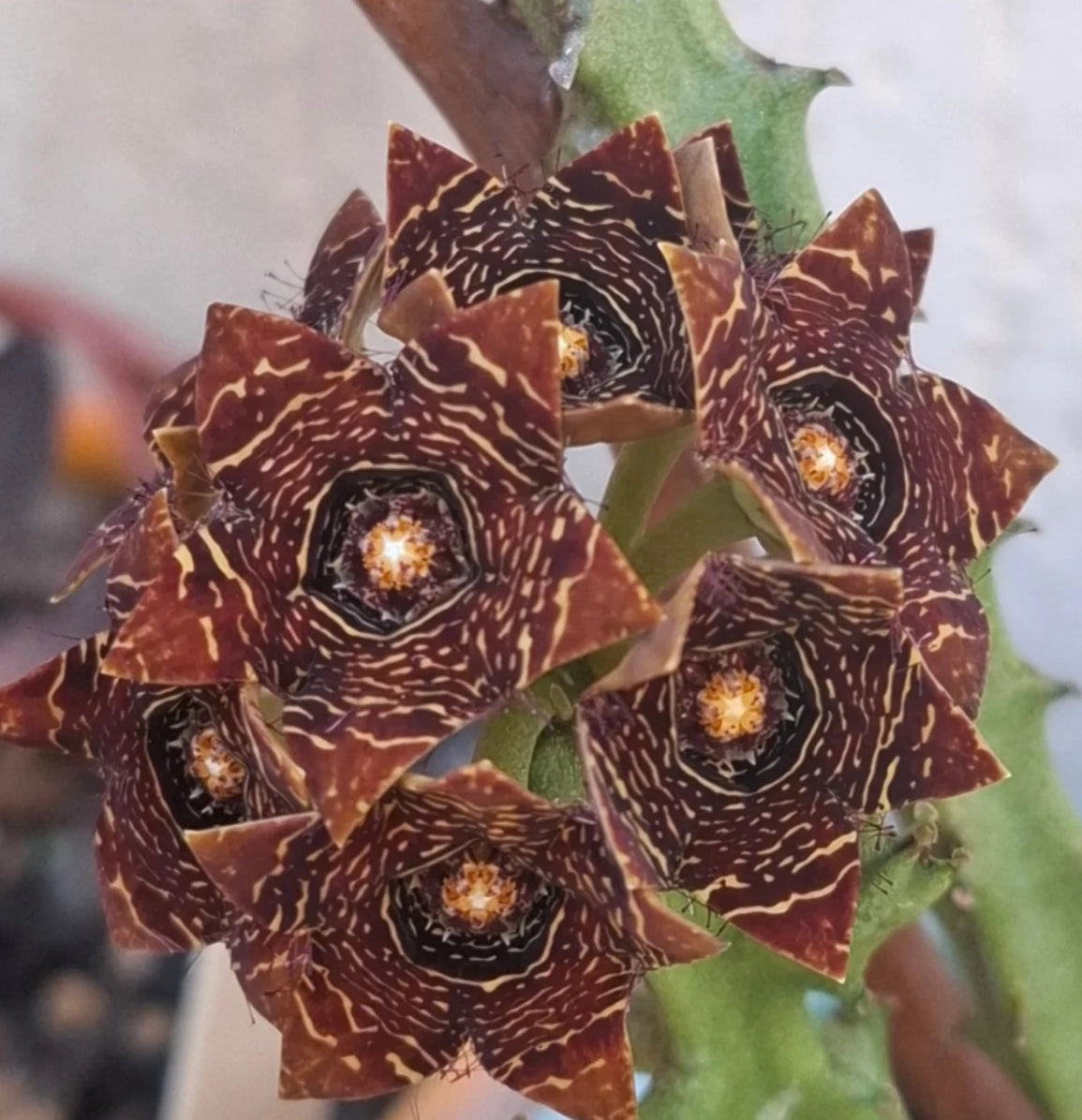 Caralluma Crenulata Black seeds