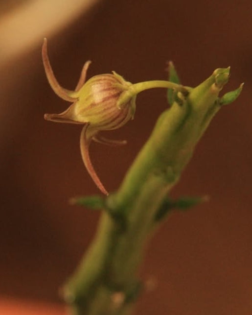 Caralluma edulis seeds