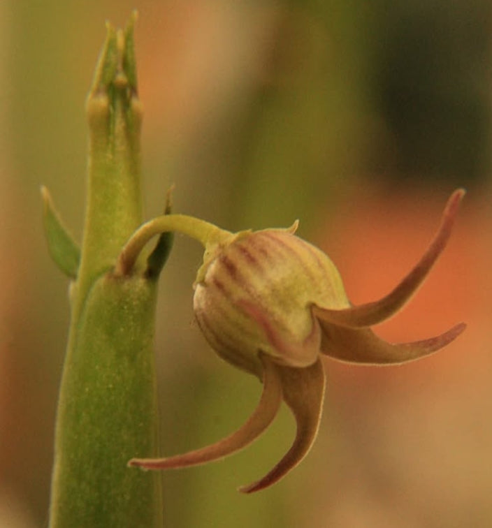 Caralluma edulis seeds