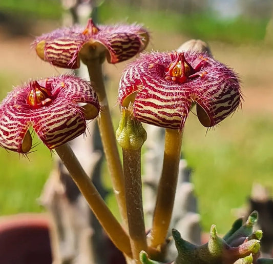 Caralluma europaea x stapelia erectiflora seeds