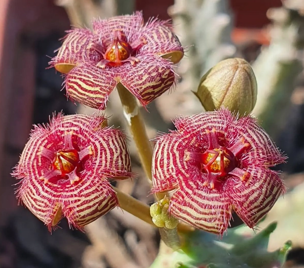 Caralluma europaea x stapelia erectiflora seeds