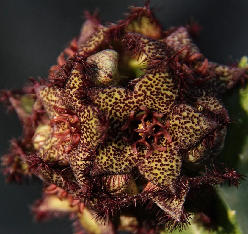 Caralluma foulcheri-delboscii var. greenbergiana seeds