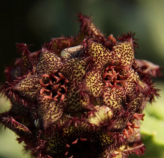 Caralluma foulcheri-delboscii var. greenbergiana seeds