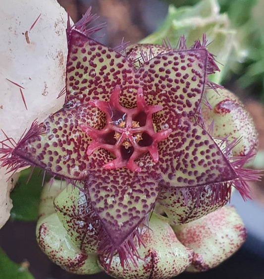 Caralluma greembergiana seeds