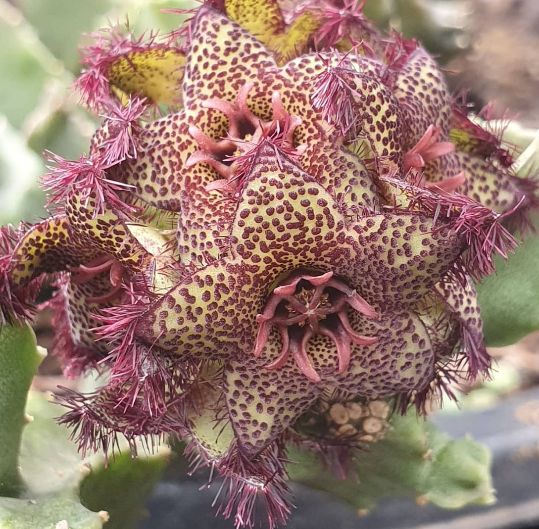 Caralluma greembergiana seeds
