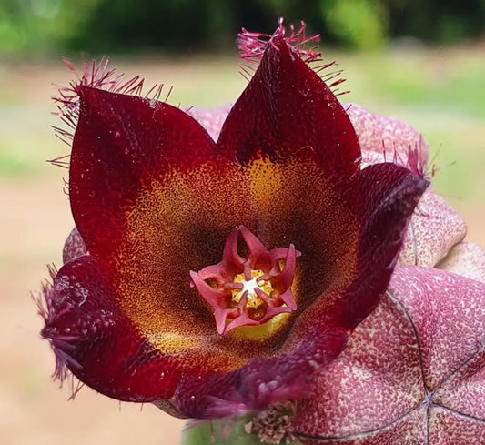 Caralluma speciosa x caralluma hexagona seeds