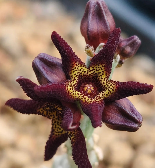 Caralluma tuberculata seeds