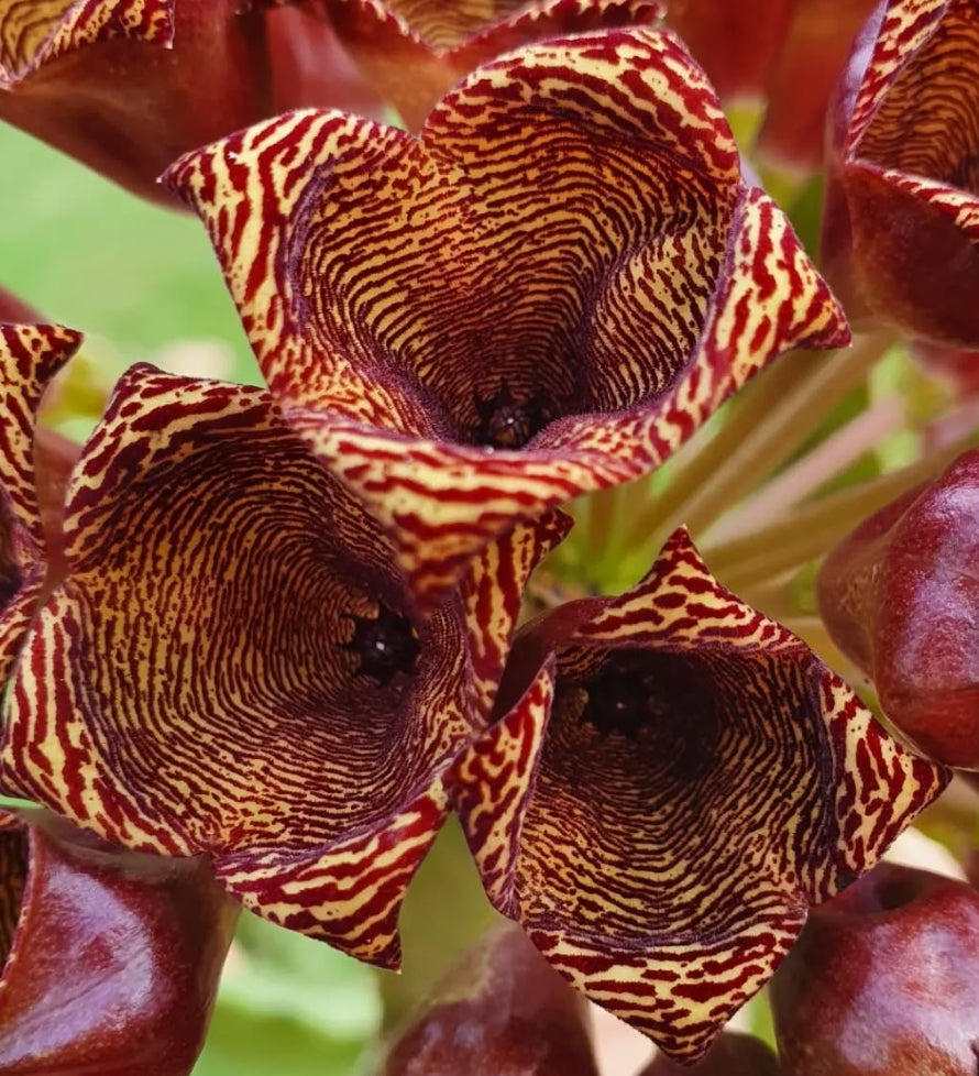 Caralluma umbellata seeds