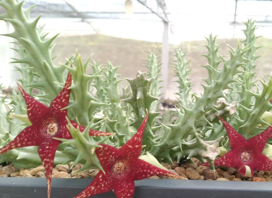 Orbea x Huernia ' Christmas Star ' hybrid seeds