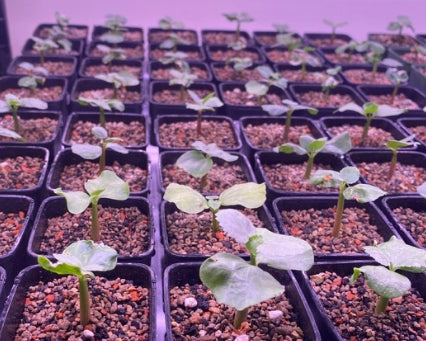 Commiphora Namaensis seeds