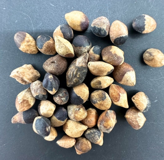 Commiphora aprevalii seeds