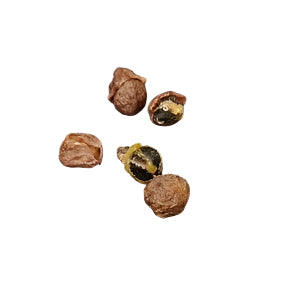 Commiphora gowlello seeds