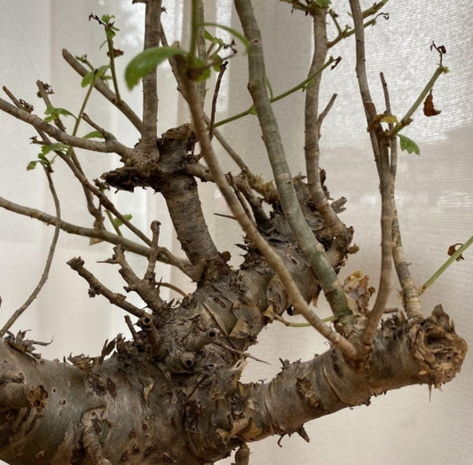 Commiphora gowlello seeds