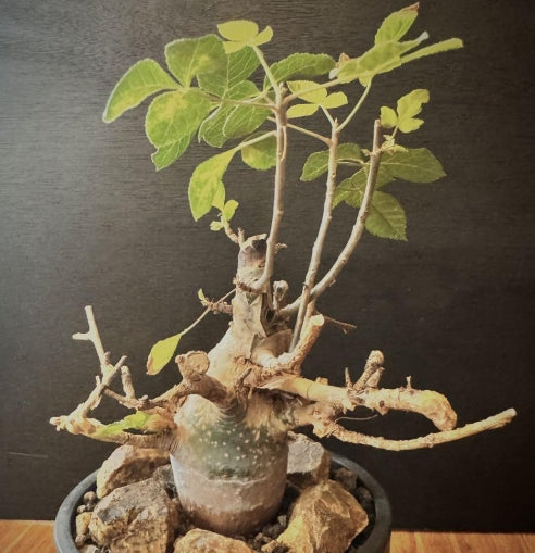 Commiphora holtziana seeds