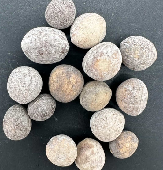 Commiphora kraeuseliana seeds