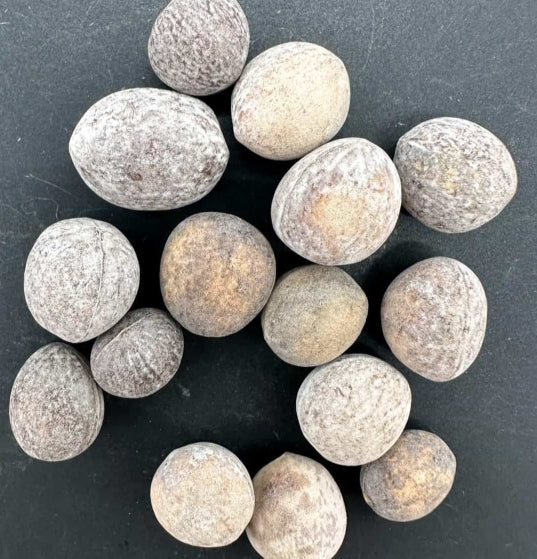Commiphora kraeuseliana seeds