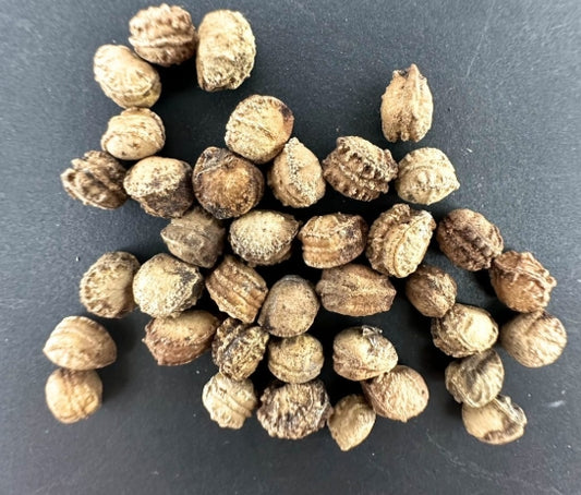 Commiphora kua 'Isiolo' seeds