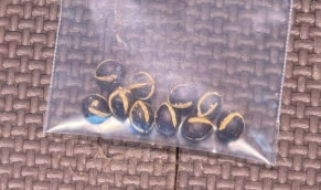 Commiphora mollis seeds