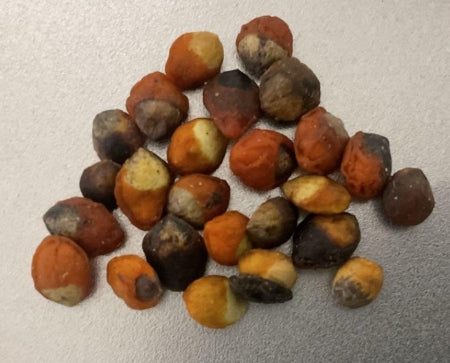Commiphora monstruosa seeds
