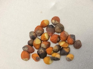 Commiphora monstruosa seeds