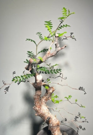 Commiphora monstruosa seeds