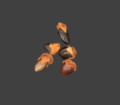 Commiphora myrrha seeds