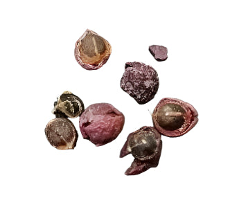 Commiphora oddurensis seeds