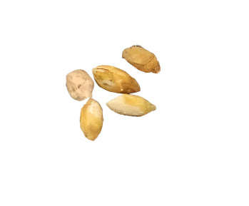 Commiphora parvifolia seeds