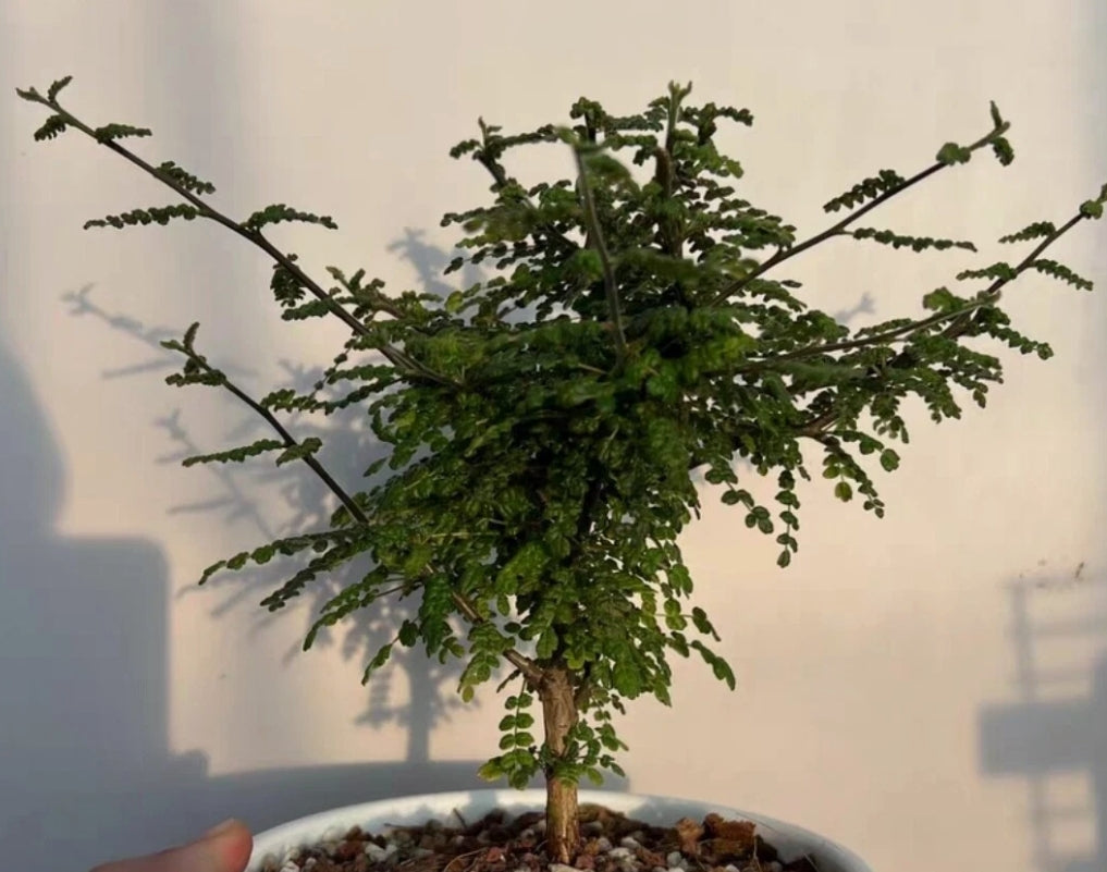 Commiphora planifrons seeds