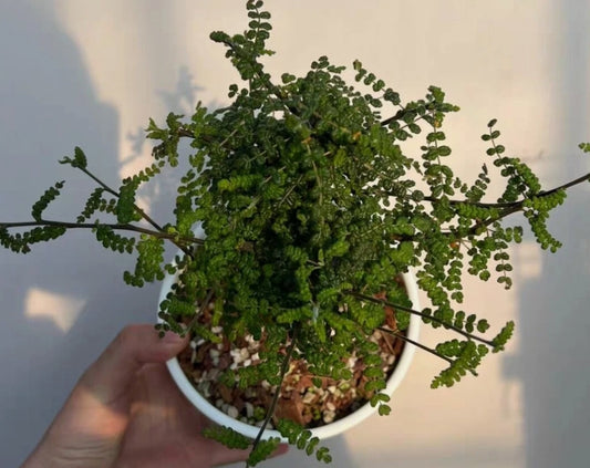 Commiphora planifrons seeds