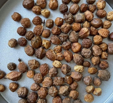 Commiphora schimperi seeds