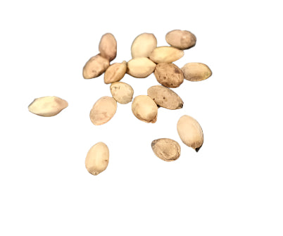 Commiphora socotrana seeds
