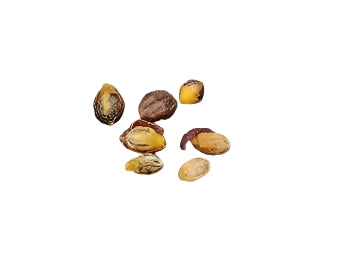 Commiphora sp pinnate seeds