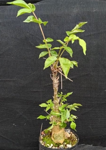 Commiphora unilobata seeds