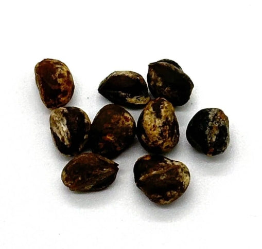 Commiphora virgata seeds