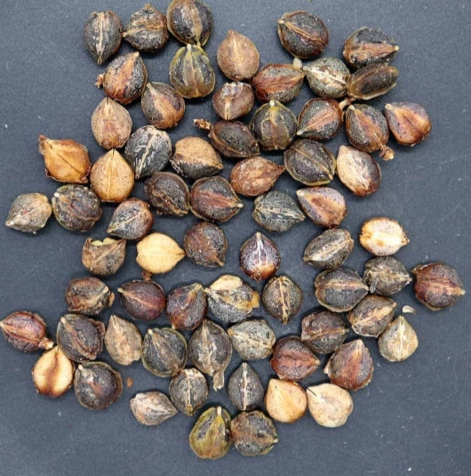 Commiphora wightii seeds