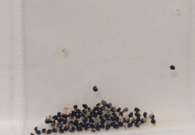 Copiapoa Marettiana seeds